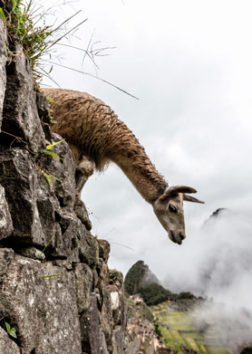 Súper Valle Sagrado Vip a Machupicchu